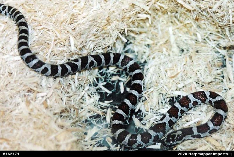 Eastern Milksnake
