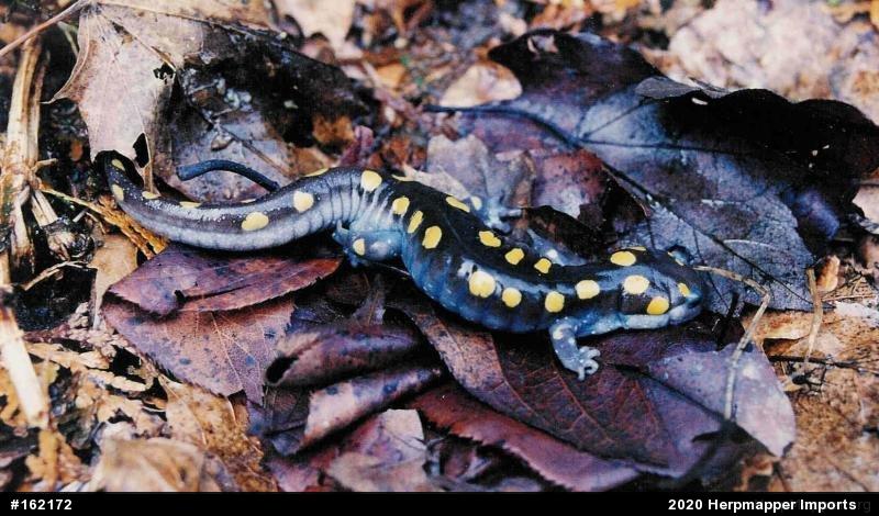 Spotted Salamander