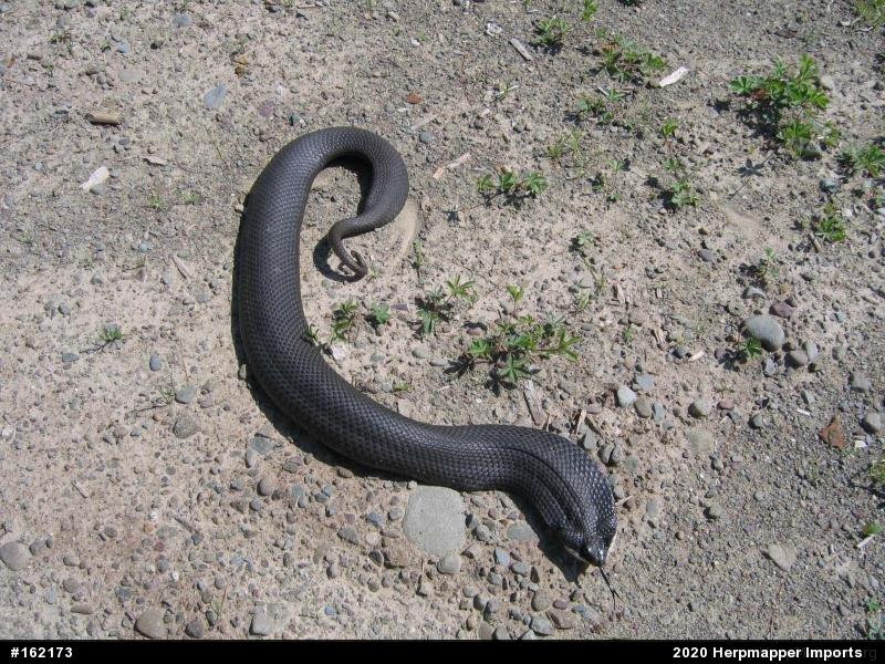 Eastern Hog-nosed Snake