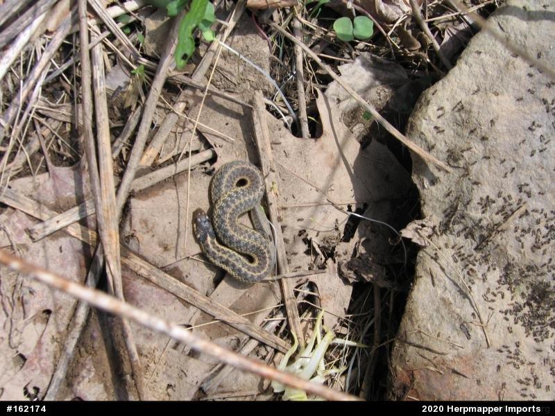 Eastern Gartersnake