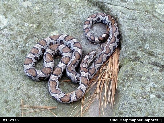 Eastern Milksnake