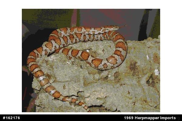Eastern Milksnake