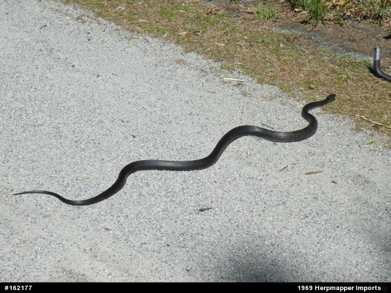 Eastern Ratsnake