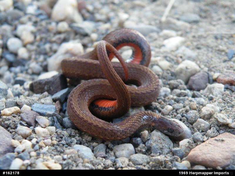 Red-bellied Snake