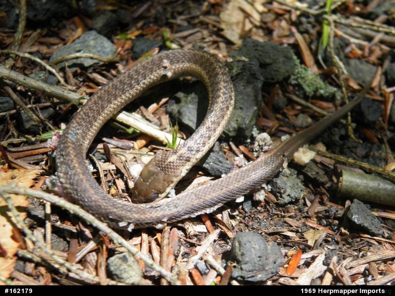 Eastern Gartersnake