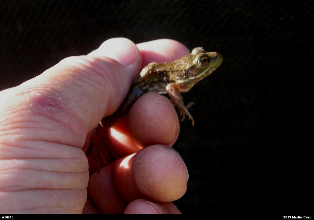 Green Frog