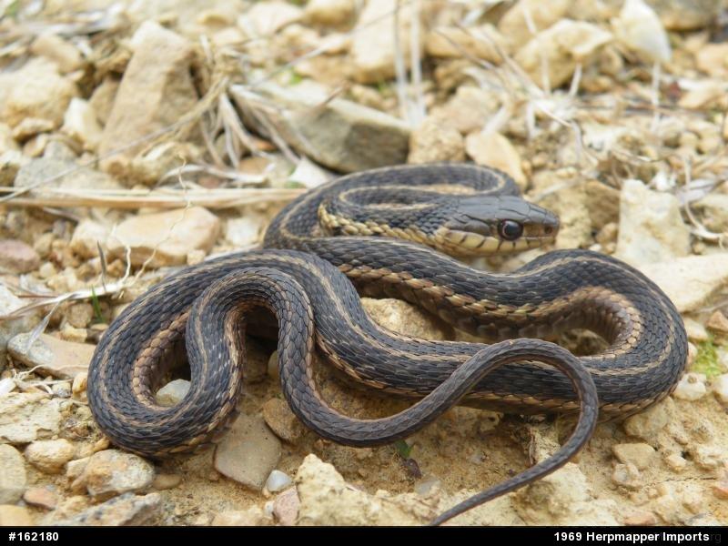 Eastern Gartersnake