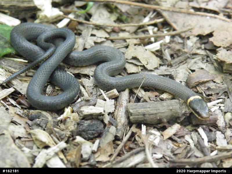 Northern Ring-necked Snake