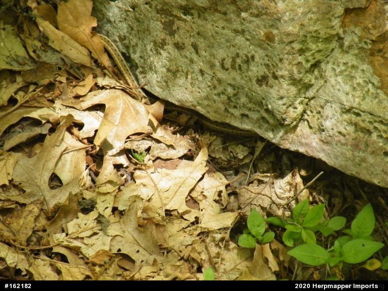 Eastern Gartersnake