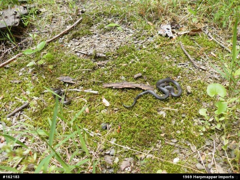 Northern Ring-necked Snake