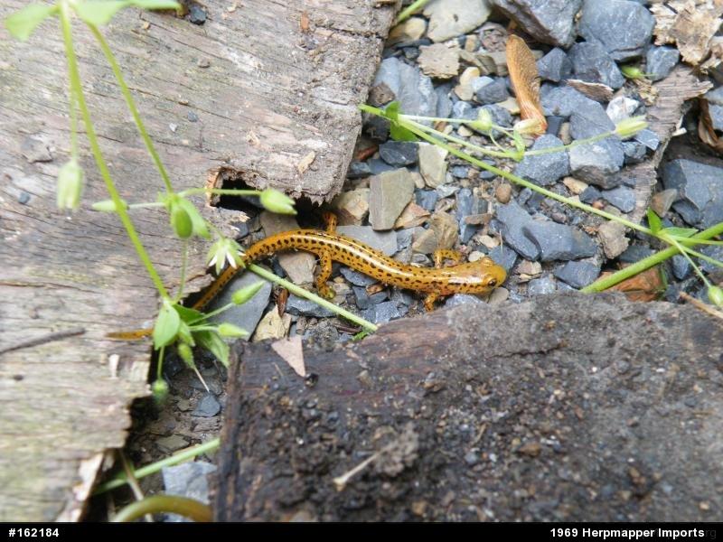 Eastern Long-tailed Salamander