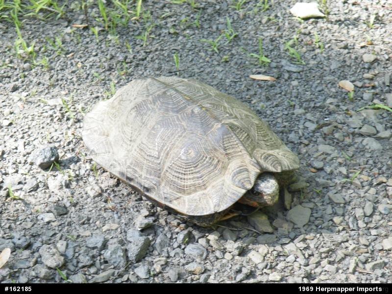 Wood Turtle