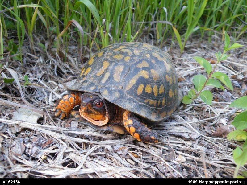 Eastern Box Turtle