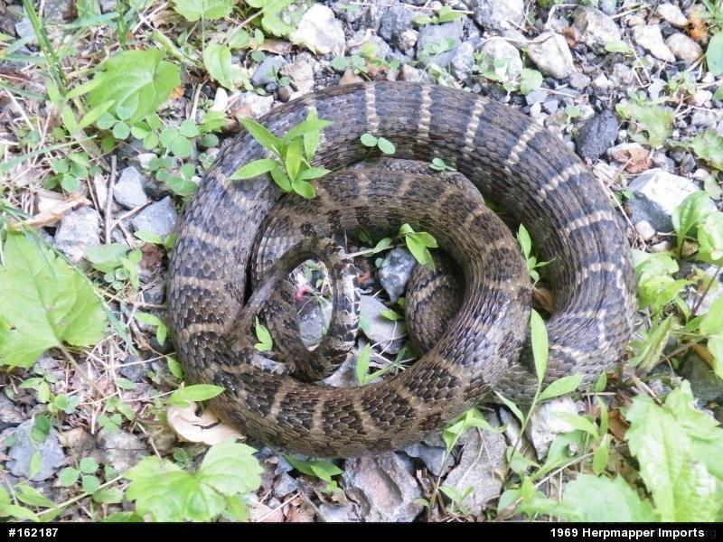 Northern Watersnake