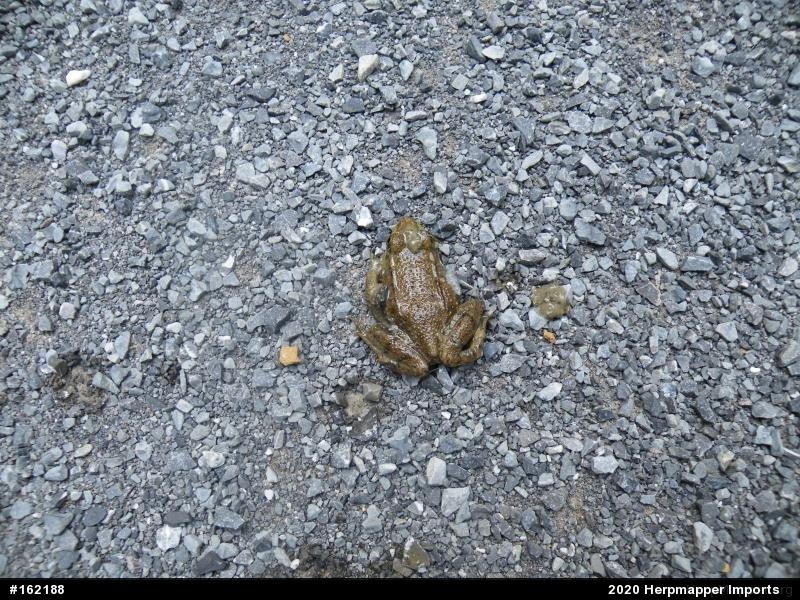 Green Frog