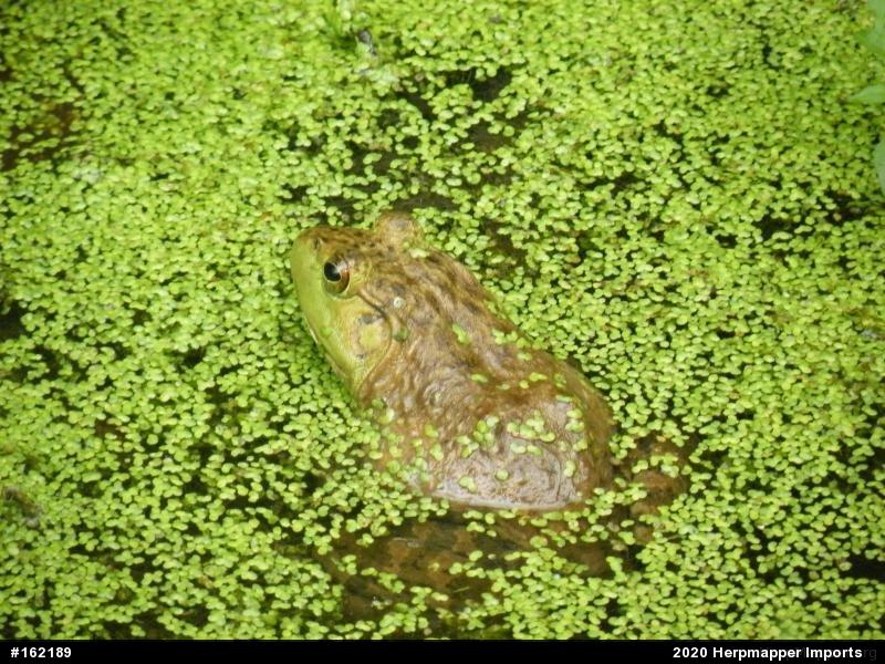 American Bullfrog