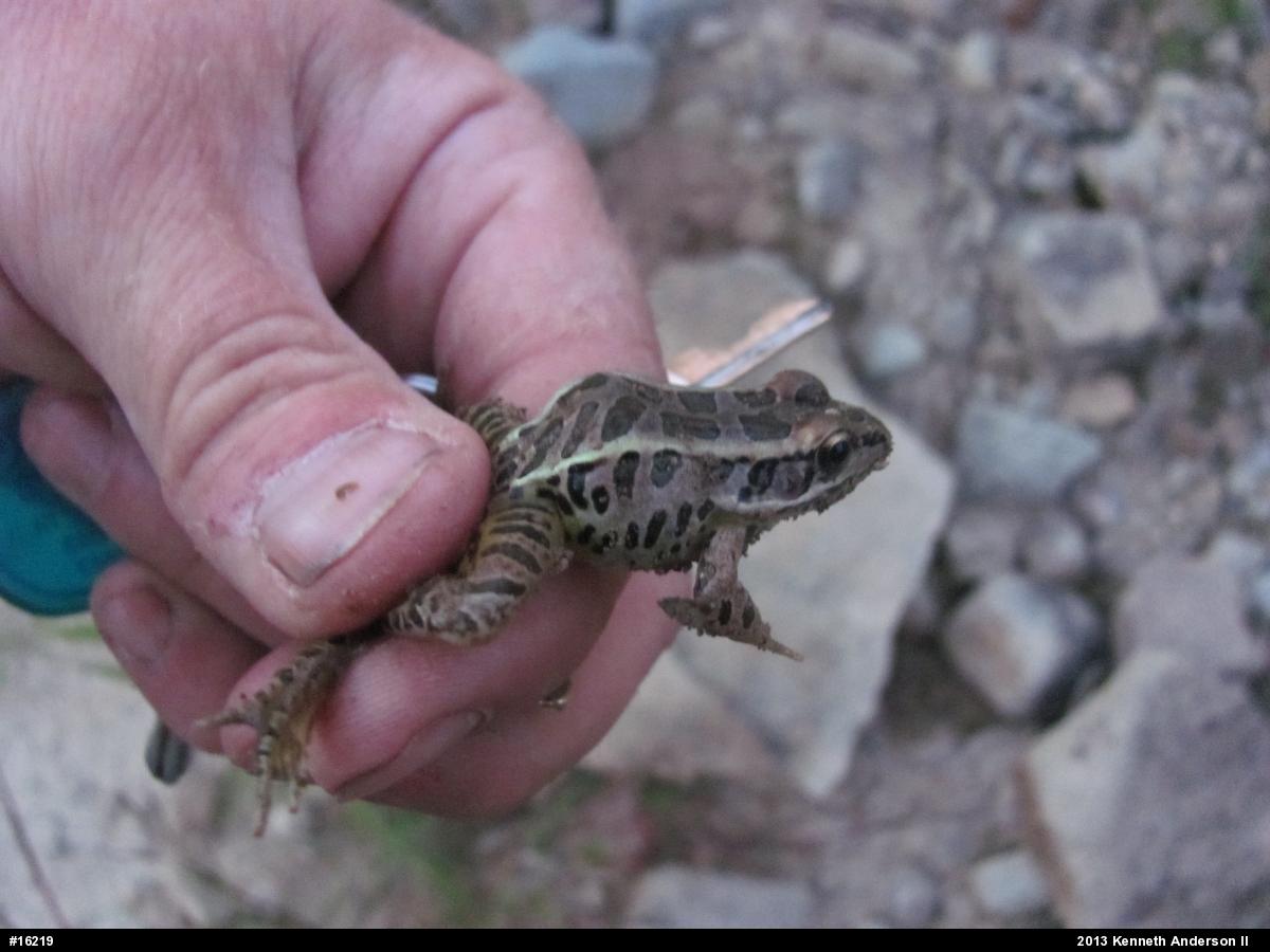 Pickerel Frog
