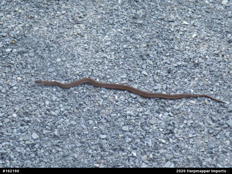 Red-bellied Snake