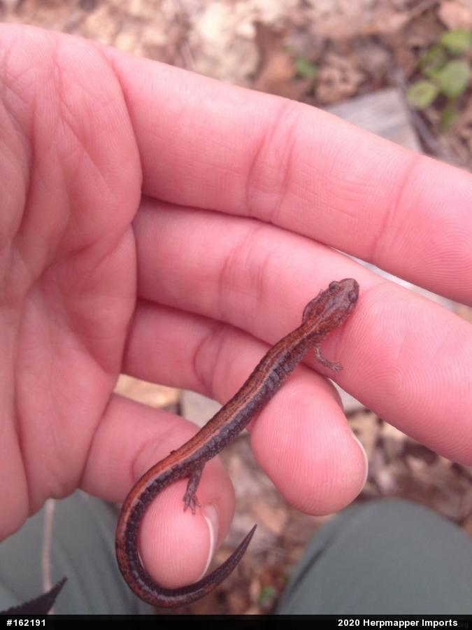 Eastern Red-backed  Salamander