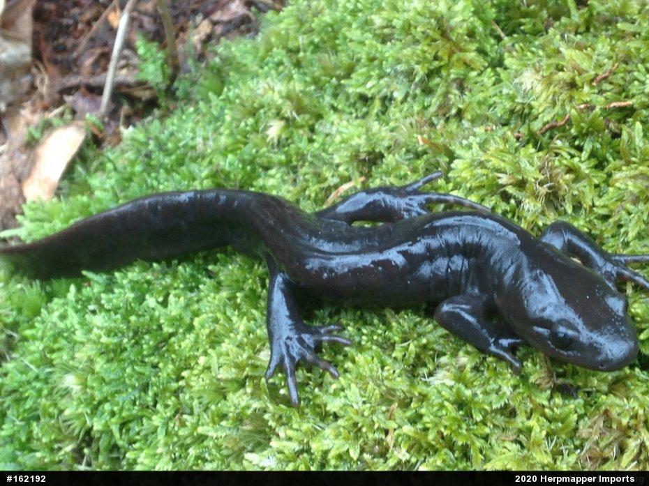 Jefferson Salamander