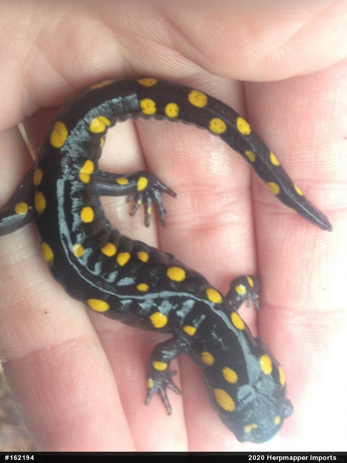 Spotted Salamander