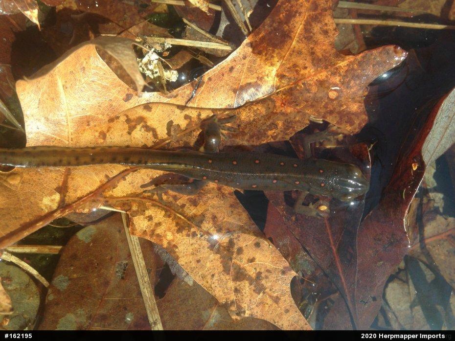 Red-spotted Newt