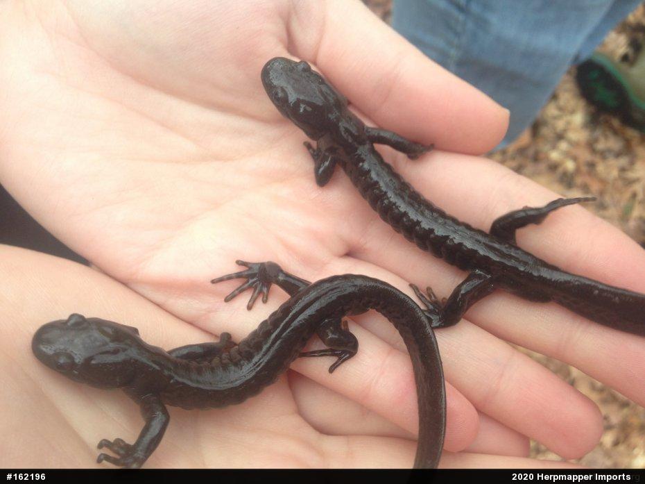 Jefferson Salamander