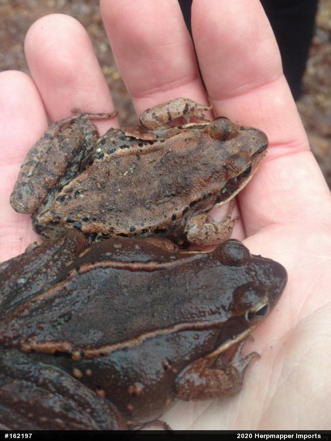 Wood Frog