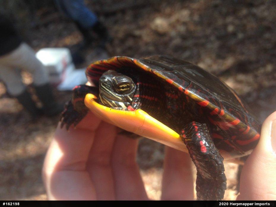 Painted Turtle