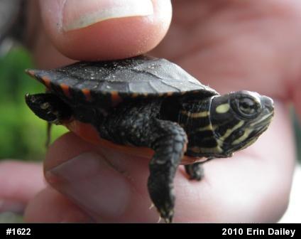 Eastern Painted Turtle