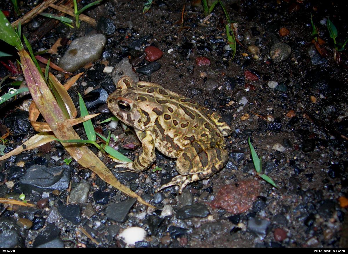 Fowler's Toad