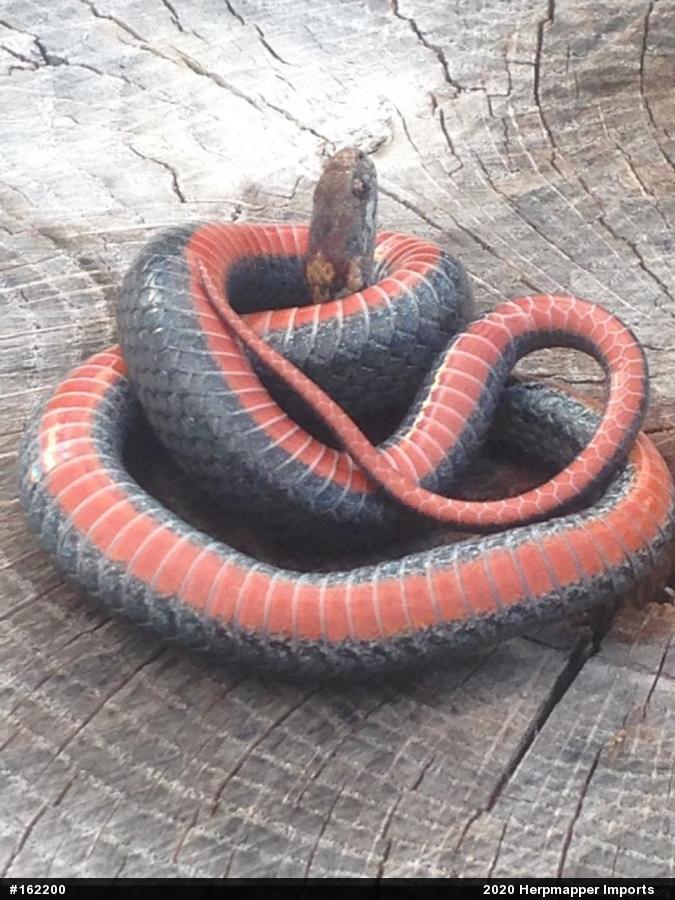 Red-bellied Snake