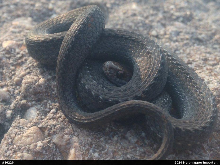 Red-bellied Snake