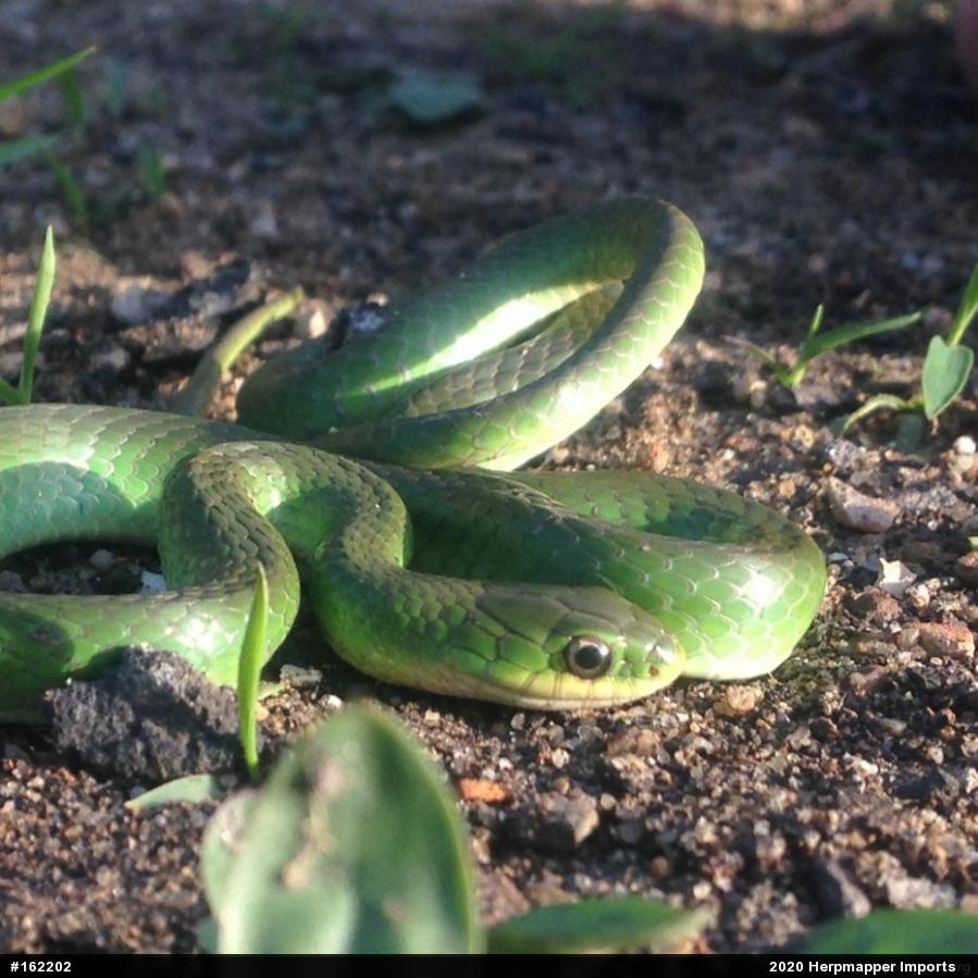Smooth Greensnake
