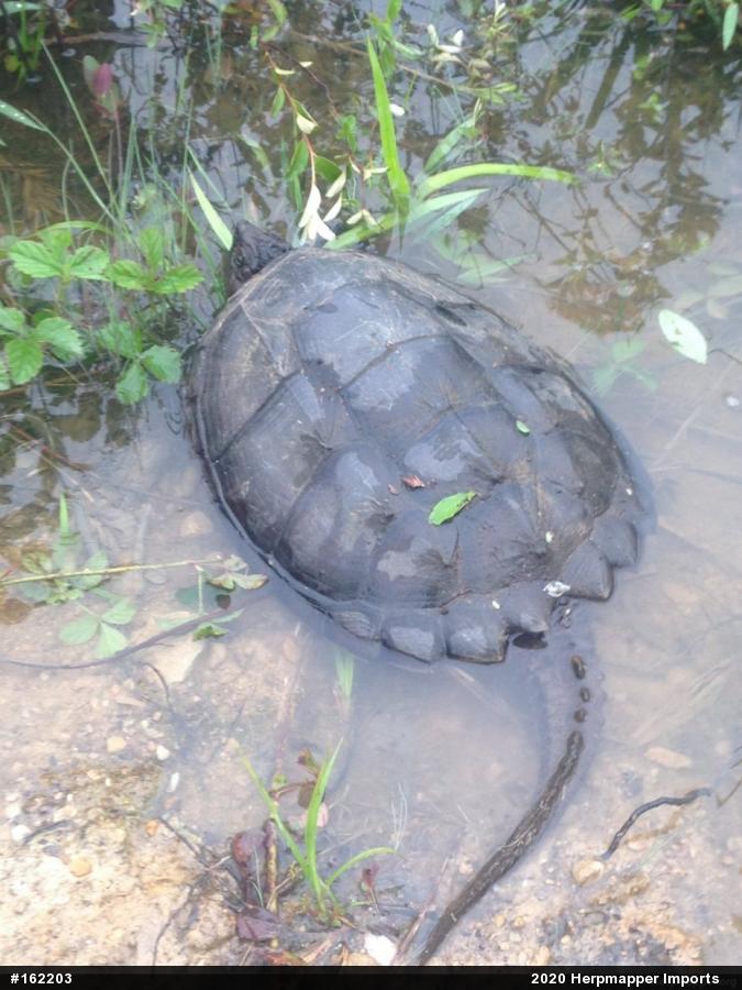 Snapping Turtle