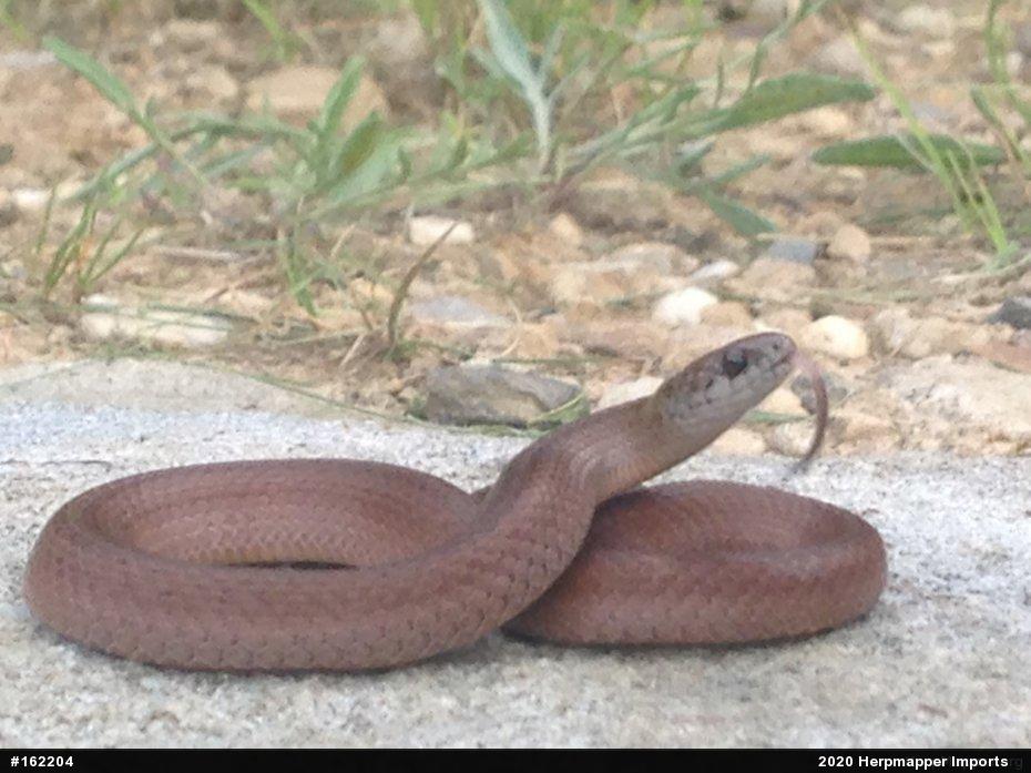 Mountain Earthsnake