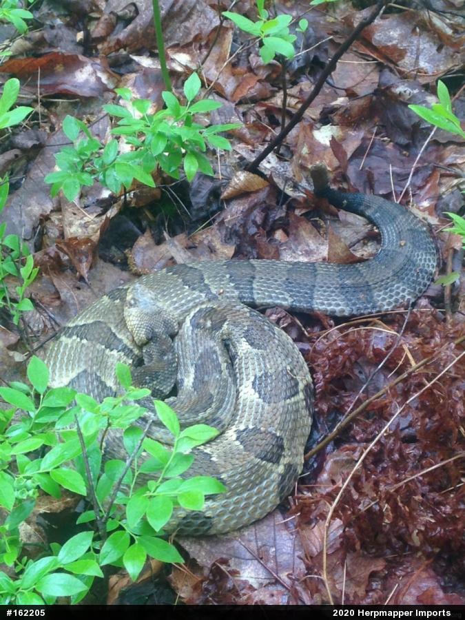 Timber Rattlesnake