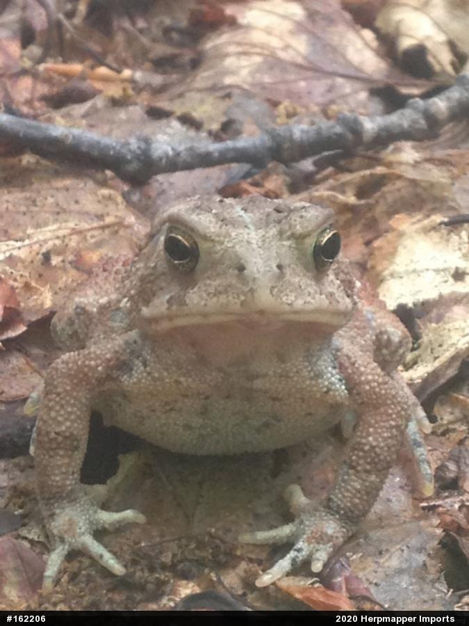 Eastern American Toad