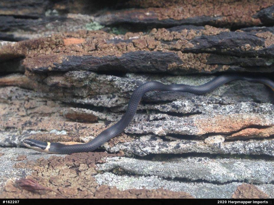 Northern Ring-necked Snake