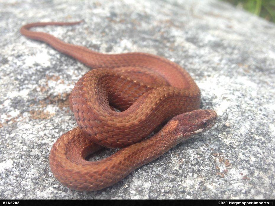 Red-bellied Snake