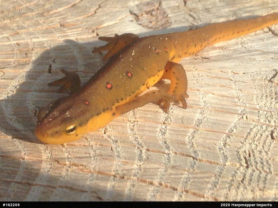 Red-spotted Newt