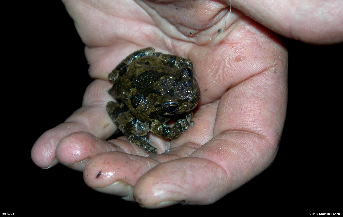 Gray Treefrog