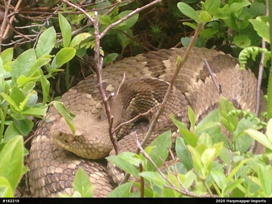Timber Rattlesnake