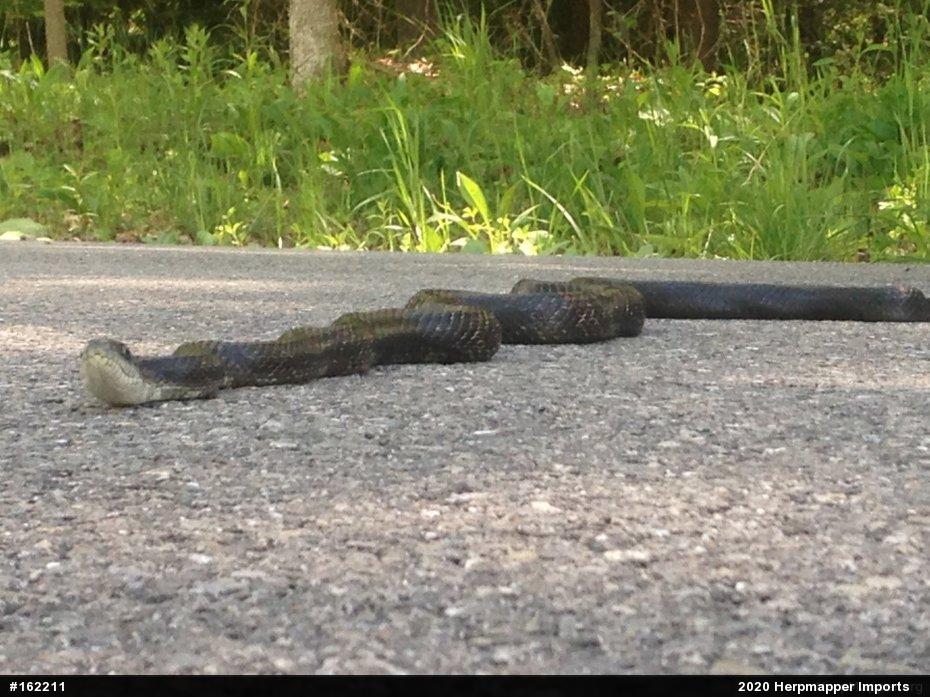 Eastern Ratsnake