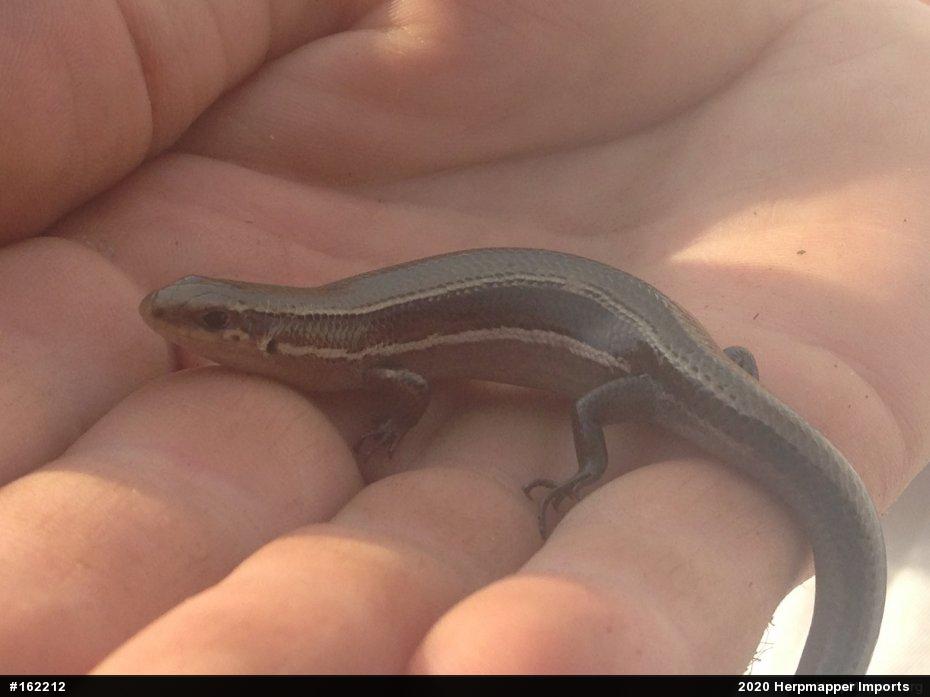 Northern Coal Skink