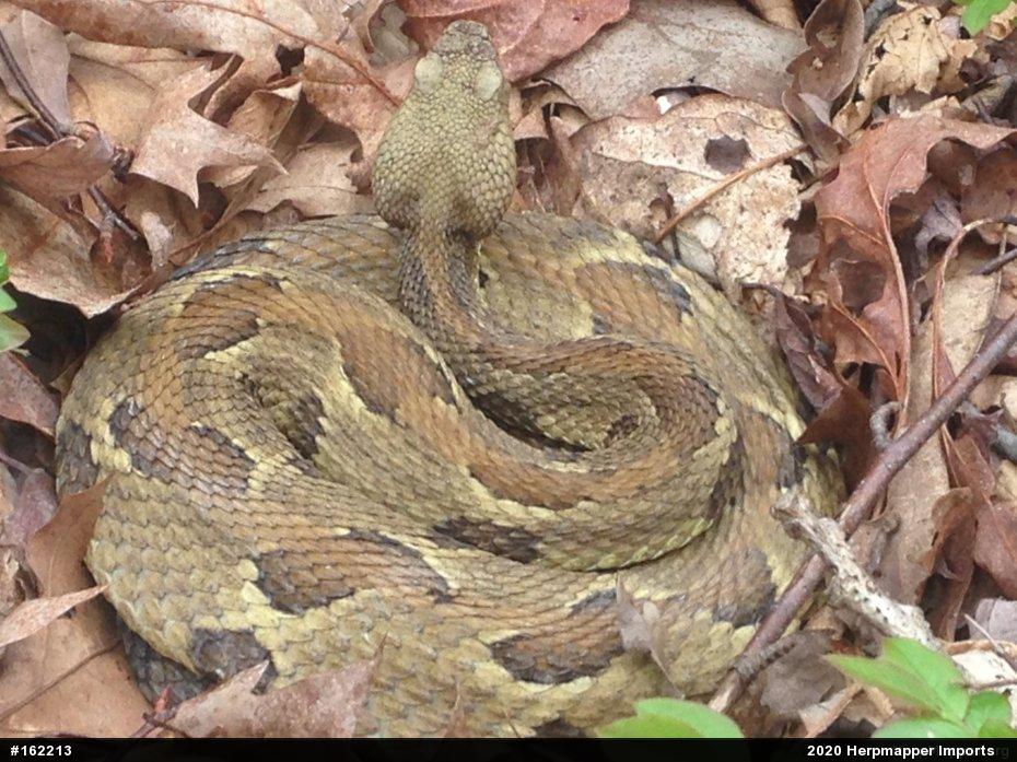 Timber Rattlesnake