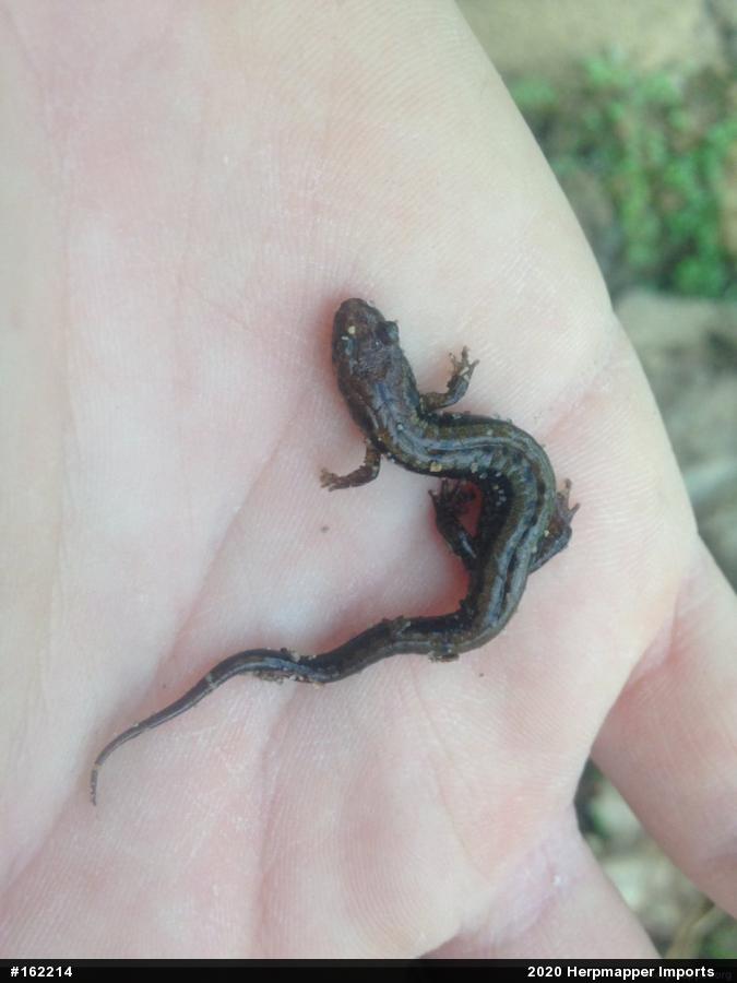 Allegheny Mountain Dusky Salamander