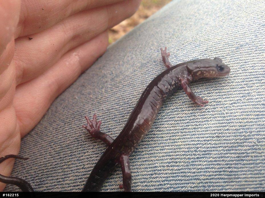 Wehrle's Salamander