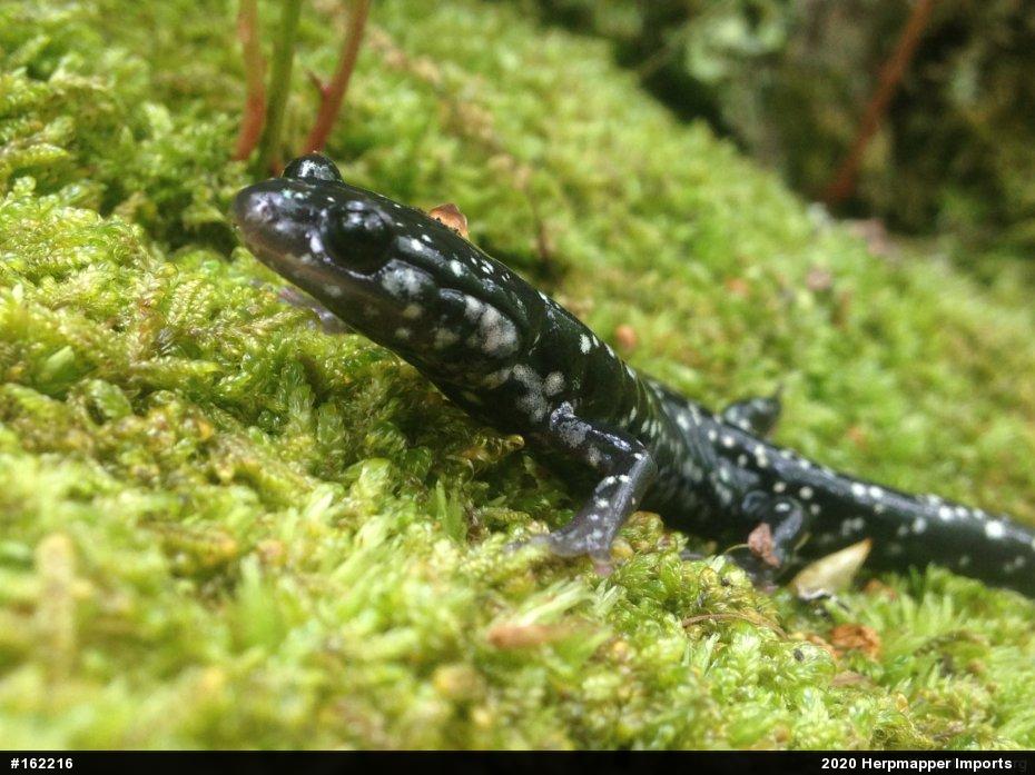 Northern Slimy Salamander
