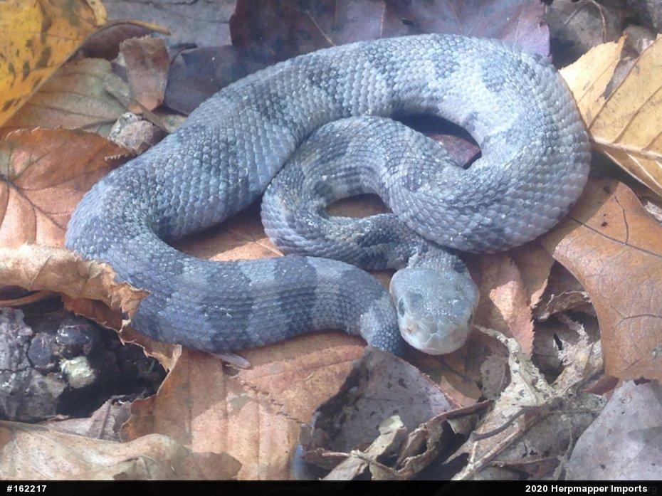 Timber Rattlesnake